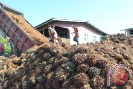 CPO price set higher in Jambi