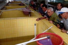 Ikan Arwana Jefry Noer Diekspor Hingga Tiongkok