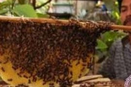 Firdaus: Industri Lebah Kampar Aset Wisata Riau