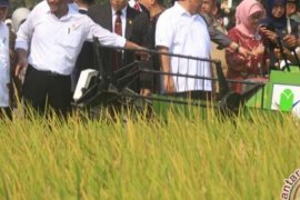 Indonesia Can Achieve Rice Self-Sufficiency This Year