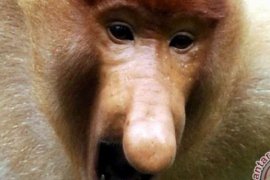 Menyelamatkan Satwa Unik Bekantan Melalui Ekowisata Lawahan