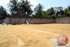 Menjemur gabah Page 1 Small