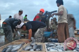 Fishermen Prohibited from Catching Sharks