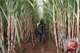 Pemprov Jambi Intensifkan rehabiltasi perkebunan tebu