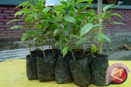 Pemerintah Distrik Abepura bantu bibit tani dan ternak