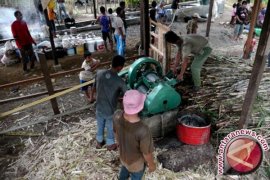 Produksi gula tebu petani Kerinci Jambi tinggi