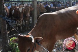 Distanbunak Bangka Barat Gulirkan 26 Induk Sapi