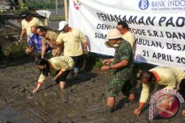 BI Bali Tanam Padi Terapkan Teknologi "SRI"