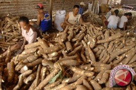 Warga Rantau Pulung Kembangkan Singkong Gajah
