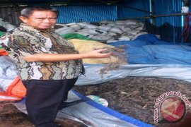 Petani di Kutai Budidaya Rumput Laut di Tambak