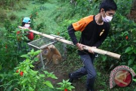 Pelepasan Lutung Jawa