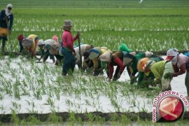 DTPH Merauke rencanakan pencetakan 3.000 hektare sawah 