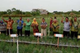 Pengamat: Kampar Potensial Jadi Sentra Bawang