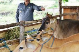 Kotoran Sapi Lebih Berharga Dibanding Dagingnya