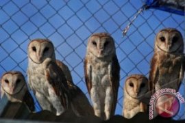 Dukung Ketahanan Pangan, BI Bantu Rumah Burung Hantu 