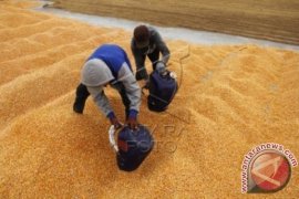 HARGA JAGUNG KERING TURUN