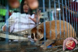 27 Kukang Korban Perdagangan Jalani Rehabilitasi