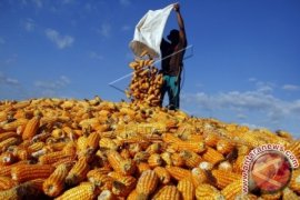 JAGUNG UNTUK PAKAN TERNAK AYAM Page 2 Small