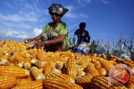 JAGUNG UNTUK PAKAN TERNAK AYAM Page 1 Small