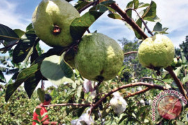 Jambu Kristal Komoditas Unggulan Budidaya Petani Bojong