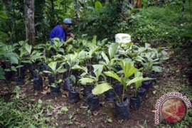 Petani Desa Argomulyo Dapat Bantuan Bibit Aren 