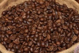Permintaan Tinggi Akan Kopi Merapi Buat Kewalahan Petani Kopi