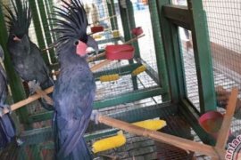 29 Ekor Satwa Dilindungi Disita BKSDA NTB 