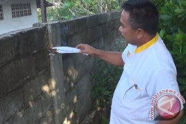 Ribuan Ulat Bulu Resahkan Warga Jembrana