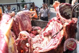 Polres Tulungagung Bongkar Penyembelihan Sapi Gelonggongan