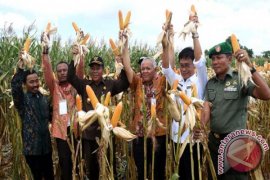 Menteri Pertanian Panen Raya di Blitar