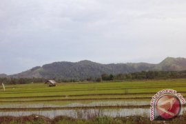 Tanah Bumbu Tanam Padi 25.172 Hektare