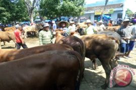 UPT: Transaksi Sapi Di Bojonegoro Menurun