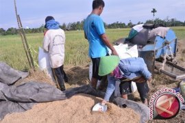 Pemkab Kotawaringin Timur Optimistis Mampu Swasembada Beras 