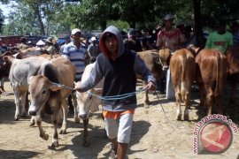Menteri Pertanian Tetapkan Sapi Bojonegoro Benih Unggul