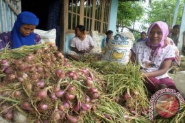 Kades: Petani Bojonegoro Keberatan Impor Bawang Merah