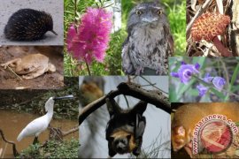 BLH: Spesies Hewan Mulai Punah