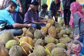 Cara Memilih Durian Yang Baik
