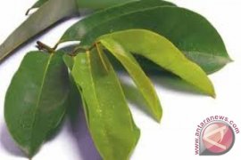 8 manfaat daun sirsak untuk kesehatan dan panduan aman mengonsumsinya