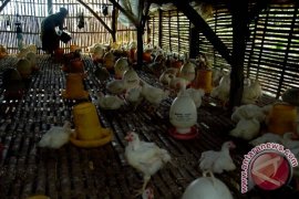 Harga Ayam Potong Turun