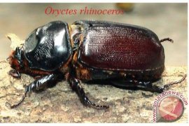 Indotruba Bantu Gapoktan Kobar Atasi Hama Kumbang Tanduk