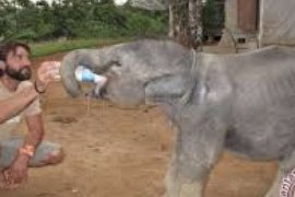 Ada "Panti Asuhan" Untuk Bayi Gajah