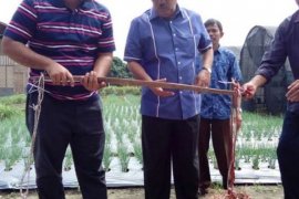 Kawasan RTMPE Kampar Panen Bawang