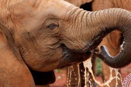 Tanzania Luncurkan "Panti Asuhan" Bagi Bayi Gajah