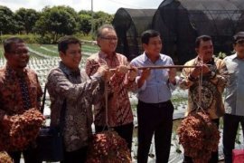 Kampar Kembangkan Penangkaran Benih Bawang dan Cabai