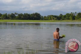 Ratusan Hektare Sawah Aceh Utara Terendam Banjir