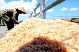 Nelayan Tradisional Mulai Panen Rebon