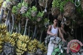 Harga Pisang di Denpasar Alami Lonjakan