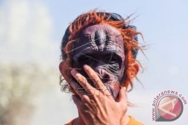 Aktivis: Hentikan Memanusiakan Orangutan