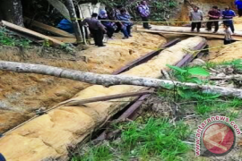 Fosil Ulin Purwajaya Terpanjang di Dunia