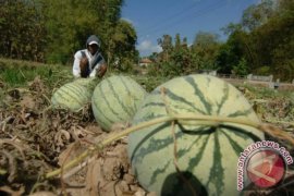 Harga Semangka Turun